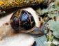 Preview: Gefleckte Weinbergschnecke  " Cornu aspersum dunkel,,